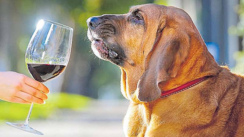 ನಾಯಿಗಳಿಗೆ ವಿಶೇಷ ವೈನ್!