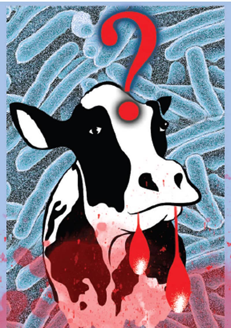 ಪಂಚಗವ್ಯದಿಂದಲೂ ಬಂದೀತು ಬ್ರುಸೆಲ್ಲಾ ಪಂಚಕಂಟಕ