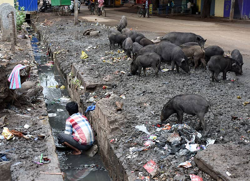ದಾವಣಗೆರೆಯ 18ನೇ ವಾರ್ಡ್‌ಗೆ ಸೇರಿದ ವಿನೋಬನಗರ ರಸ್ತೆಯಲ್ಲಿ ಹಂದಿಗಳ ಹಾವಳಿ.