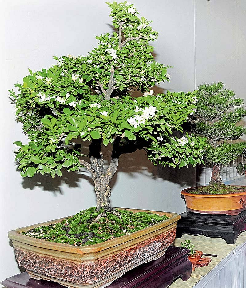 ಮನೆಯ ಅಂದಕ್ಕೆ ಬಗೆ ಬಗೆ ಬೋನ್ಸಾಯಿ