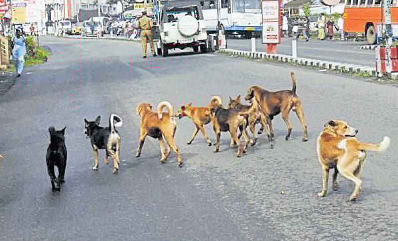 ಸಾಂದರ್ಭಿಕ ಚಿತ್ರ