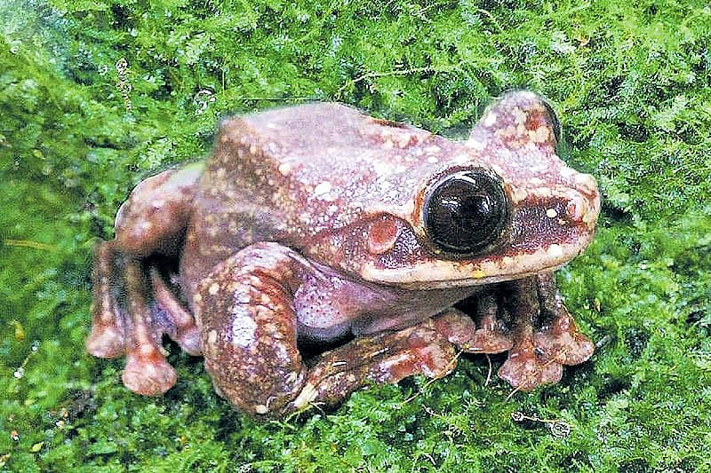 ‘ಟಫ್ಪೀ’ ಚಿತ್ರಕೃಪೆ: ಅಂಟ್ಲಾಂಟಾ ಬೊಟಾನಿಕಲ್ ಗಾರ್ಡನ್