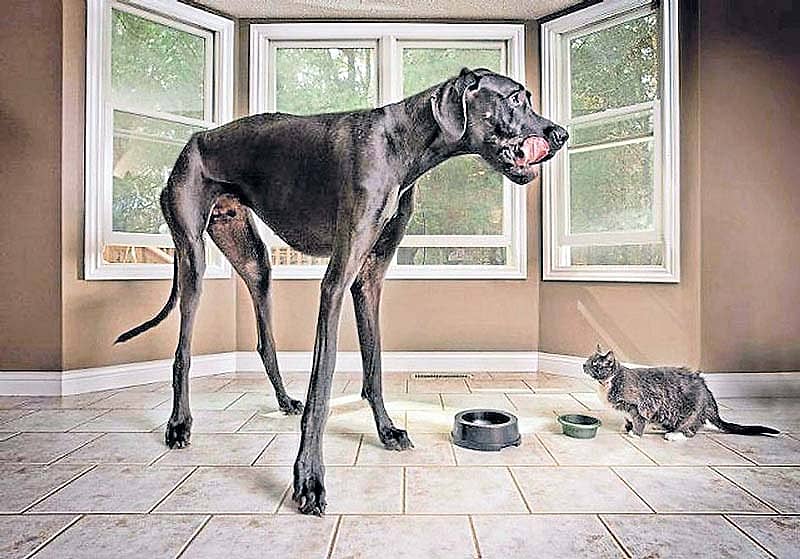 ಅತಿ ಎತ್ತರದ ನಾಯಿ