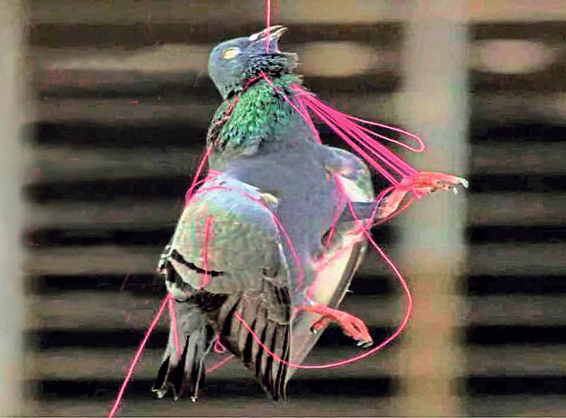 ಜೀವಕ್ಕೆ ಕುತ್ತು ತರುವ ‘ಮಾಂಜಾ’ ದಾರ ನಿಷೇಧ