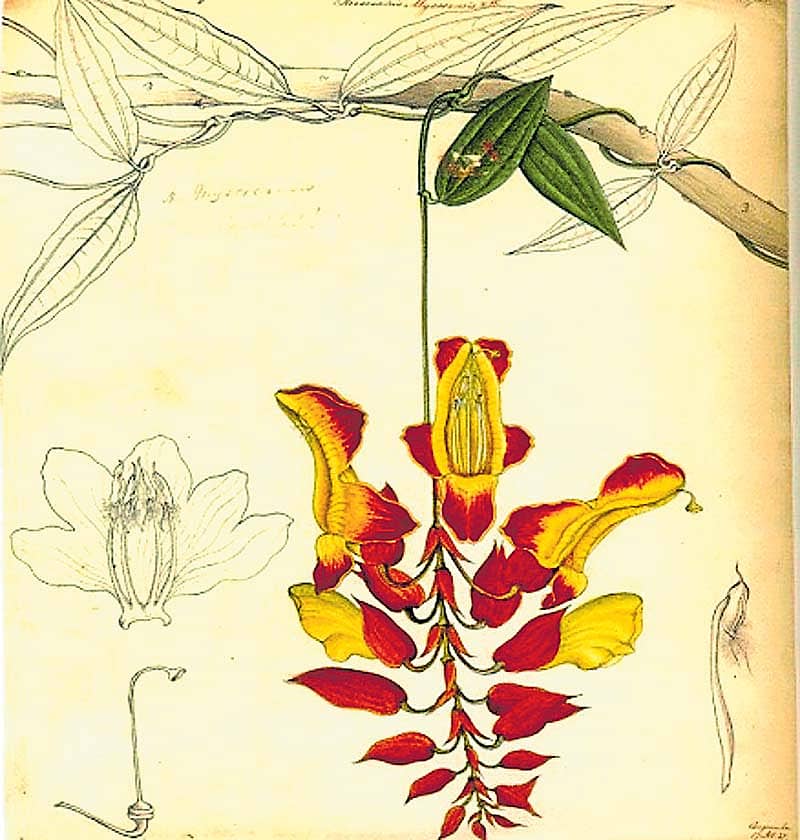 ಕರ್ನಾಟಕದ ಹಸುರು ಹೊನ್ನು ಹಾಗೂ ಸ್ಕಾಟ್ಲೆಂಡ್ನ ಕ್ಲೆಗ್ಹಾರ್ನ್