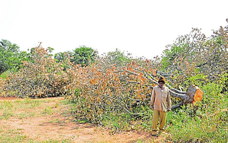 <div class="paragraphs"><p> ಗೇರು ಹಣ್ಣಿನ (ಗೋಡಂಬಿ) ತೋಟಗಾರಿಕೆ </p></div>