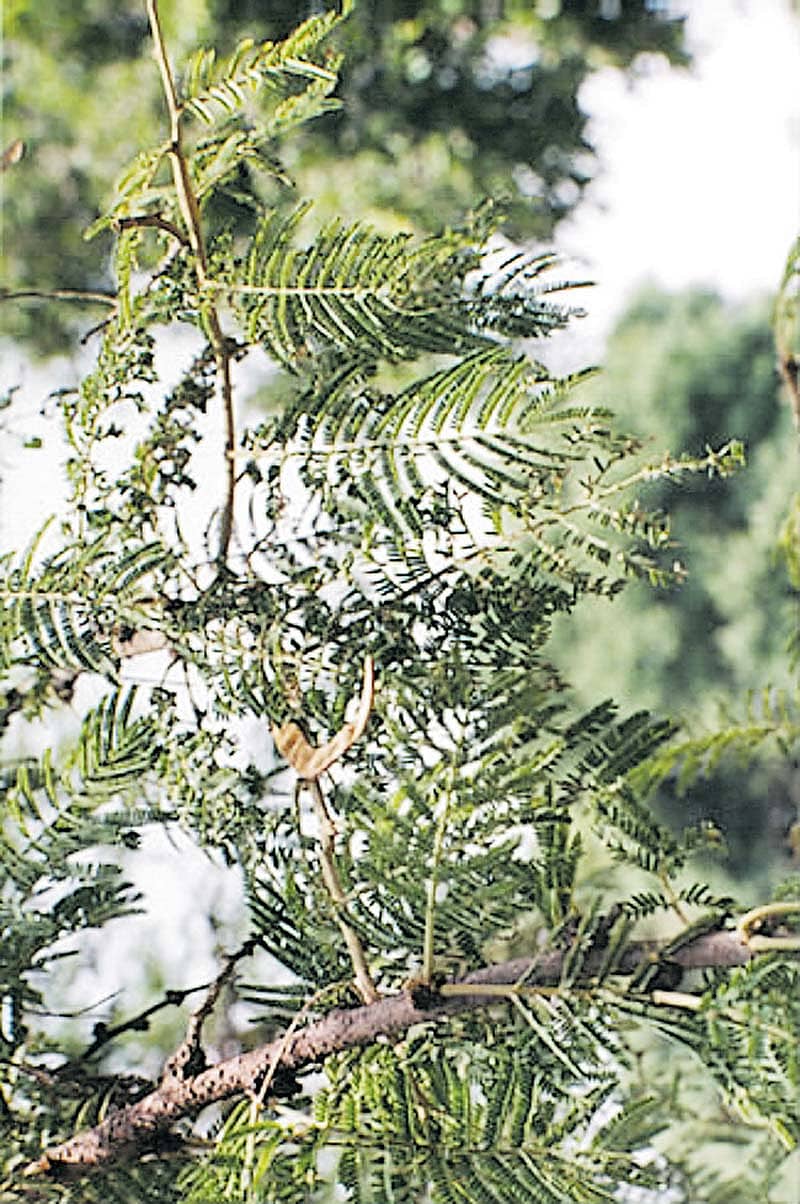 ಕುರಿಗಳಲ್ಲಿ   ಬಿಳಿಜಾಲಿ ಕಾಯಿ  ವಿಷಬಾಧೆ