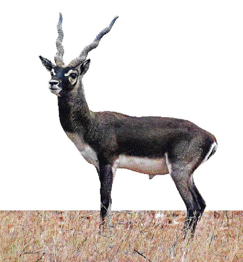 ಕಸದ ಒಡಲಲಿ ಕೃಷ್ಣಮೃಗ?