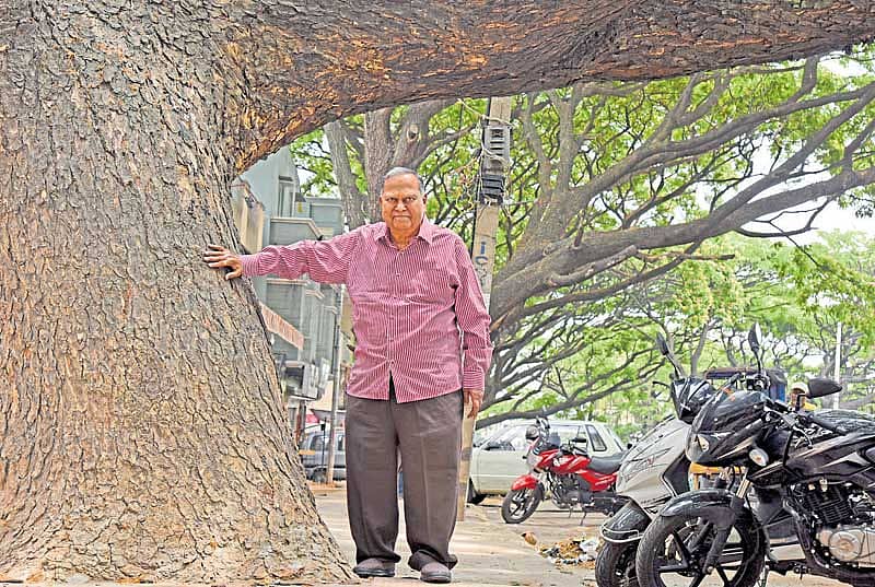 ಇದು ನೋಡಿ ನಾನೇ ನೆಟ್ಟ ಮರ... ಬಸವೇಶ್ವರನಗರದಲ್ಲಿ ಈಗಲೂ ಇದೆ  ಚಿತ್ರ ಮತ್ತು ವಿಡಿಯೊ: ಎಂ.ಎಸ್‌.ಮಂಜುನಾಥ್