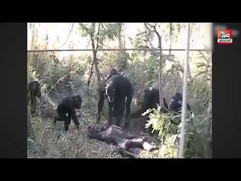 ಸತ್ತ ಮಗನ ಹಲ್ಲು ಶುಚಿಗೊಳಿಸಿದ ತಾಯಿ ಚಿಂಪಾಂಜಿ