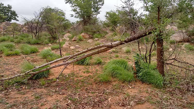 ಚಂದ್ರವಳ್ಳಿಯ ಮೇಲ್ಬಾಗದಲ್ಲಿರುವ ಅರಣ್ಯ ಪ್ರದೇಶದಲ್ಲಿರುವ ಮುಳ್ಳು ಜಾತಿಯ ಮರಕ್ಕೆ ಕೊಡಲಿಯೇಟು ಕೊಟ್ಟಿರುವ ದೃಶ್ಯ.  ಅರಣ್ಯದ ಸುತ್ತ ಇಂಥ ಹತ್ತಾರು ಮರಗಳು ಇದೇ ರೀತಿ ಮುರಿದು ಬಿದ್ದಿವೆ.