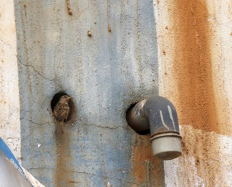 ಅಂಡರ್‌ಪಾಸ್‌ ರಂಧ್ರದಲ್ಲಿ ಗುಬ್ಬಿ ಗೂಡು