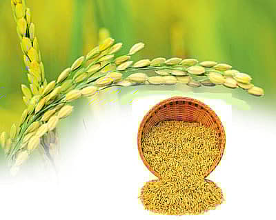 ಐದು ಎಕರೆ– 140 ಭತ್ತದ ತಳಿ