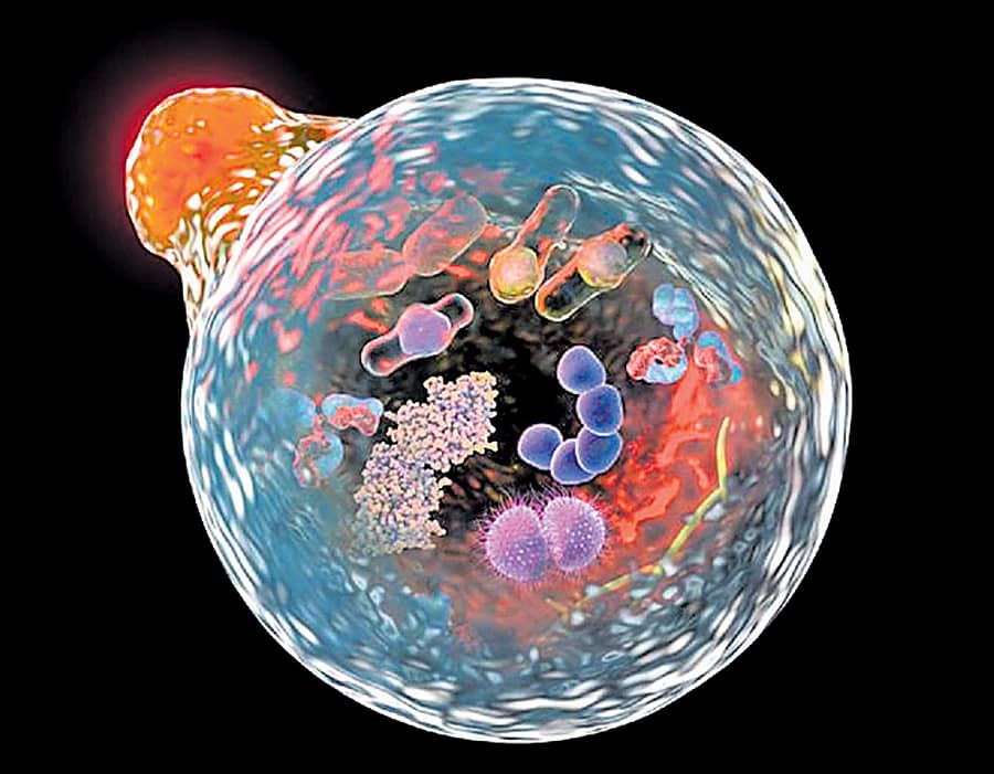 ಸ್ವಯಂ ಭಕ್ಷಕಗಳು