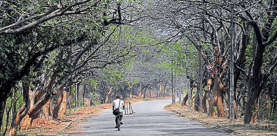 ಜ್ಞಾನಭಾರತಿ ಆವರಣದಲ್ಲಿ ಕಾಣುವ ದಟ್ಟ ಹಸಿರು.	ಚಿತ್ರ: ಆನಂದ ಬಕ್ಷಿ