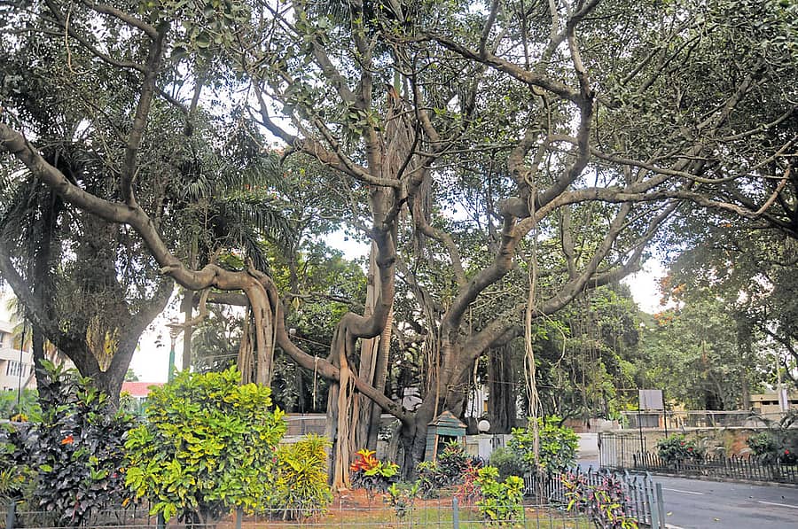 ಬಾಲಬ್ರೂಯಿ ಅತಿಥಿಗೃಹದ ಆವರಣದಲ್ಲಿರುವ ಹಳೆಯ ಅರಳಿ ಮರ    	ಸಂಗ್ರಹ ಚಿತ್ರ