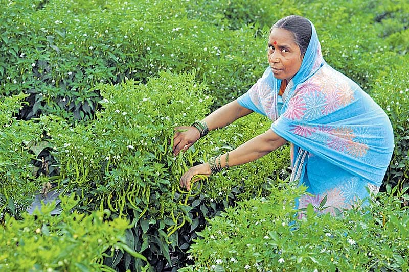 ಬರ ಪರಿಹಾರಕ್ಕೆ ‘ಪಾಣ್ಯಾಚೆ ಡಾಕ್ಟರ್’ ಚಿಕಿತ್ಸೆ