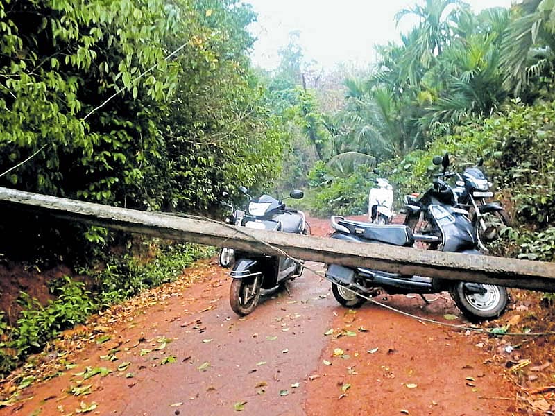 ಬಿರುಗಾಳಿ, ಮಳೆ: ನೂರಾರು ಅಡಿಕೆ ಗಿಡಗಳಿಗೆ ಹಾನಿ