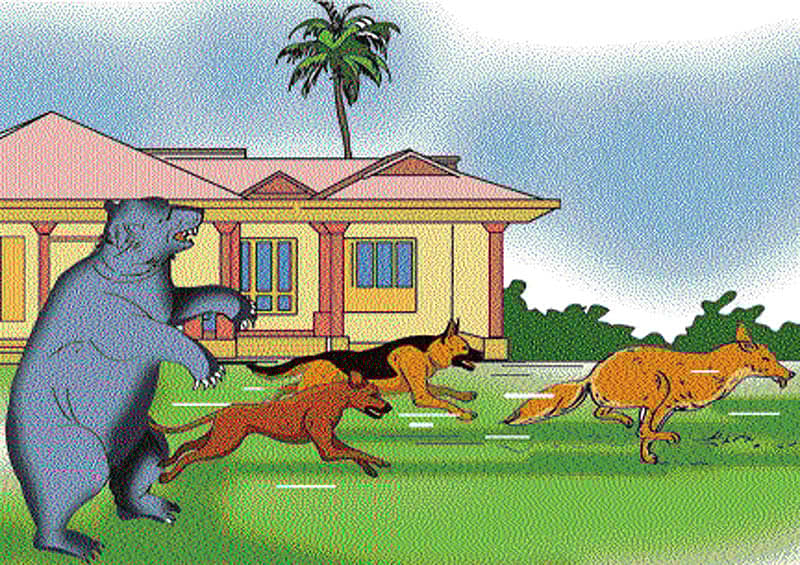 ಸೇಡು ತೀರಿಸಿಕೊಂಡ ಕರಡಿಯಣ್ಣ