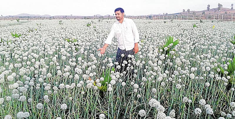 ಹೊಳಲ್ಕೆರೆ ತಾಲ್ಲೂಕಿನ ರಾಮಗಿರಿಯ ರೈತ ಶಿವಕುಮಾರ್ ಅವರ ಹೊಲದಲ್ಲಿ ಸಮೃದ್ಧವಾಗಿ ಬೆಳೆದಿರುವ ಈರುಳ್ಳಿ ಬೆಳೆ.