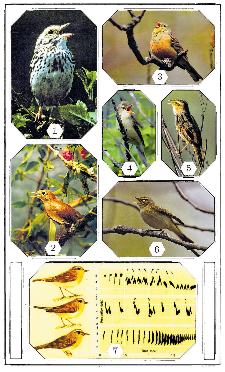 ಖಗ ಜಗದ ದ್ವಿವಿಧ ಸೋಜಿಗ