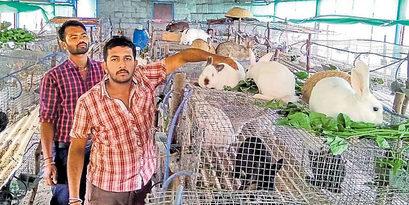 ಮೊಲಗಳು ಸಾರ್ ಮೊಲಗಳು!