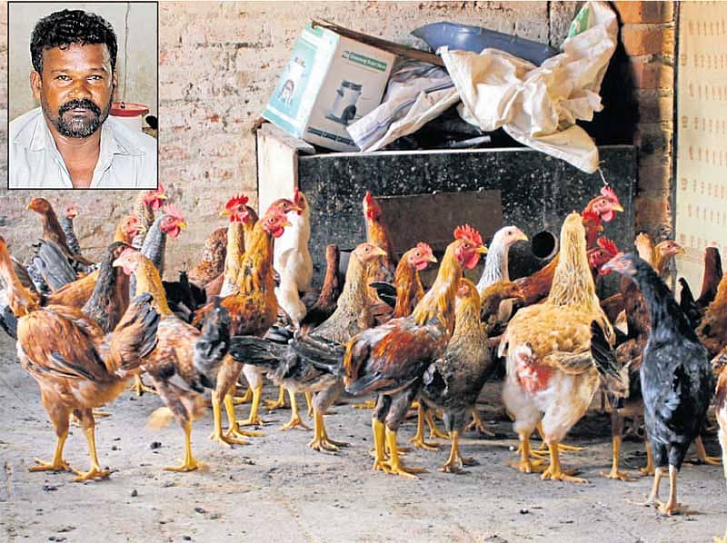 ಮಾಗಡಿ ತಾಲ್ಲೂಕಿನನ ಮಾಡಬಾಳ್ ಹೋಬಳಿಯ ಕಿಲ್ಲೇದಾರನ ಪಾಳ್ಯದಲ್ಲಿ ಸಾಕಿರುವ ಕೋಳಿಗಳೊಂದಿಗೆ ಬಿಳಿಯಪ್ಪ (ಒಳಚಿತ್ರ)