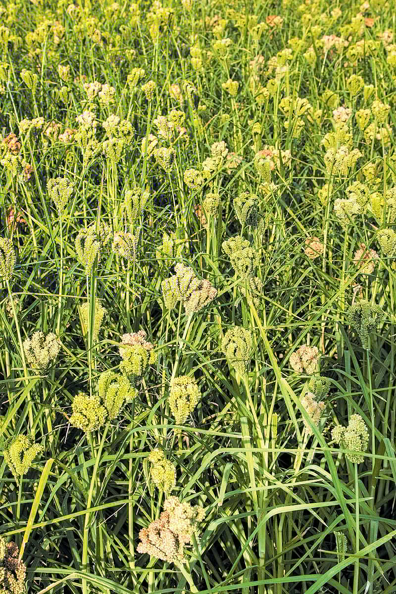 ಚಿತ್ರಗಳು: ಜಗದೀಶ್ ಮಂಡ್ಯ