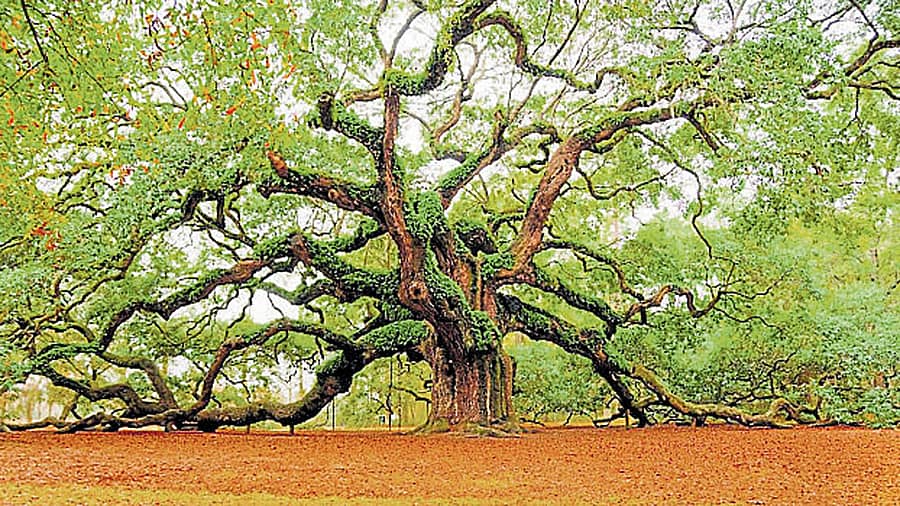 500 ವರ್ಷದ ಮರ