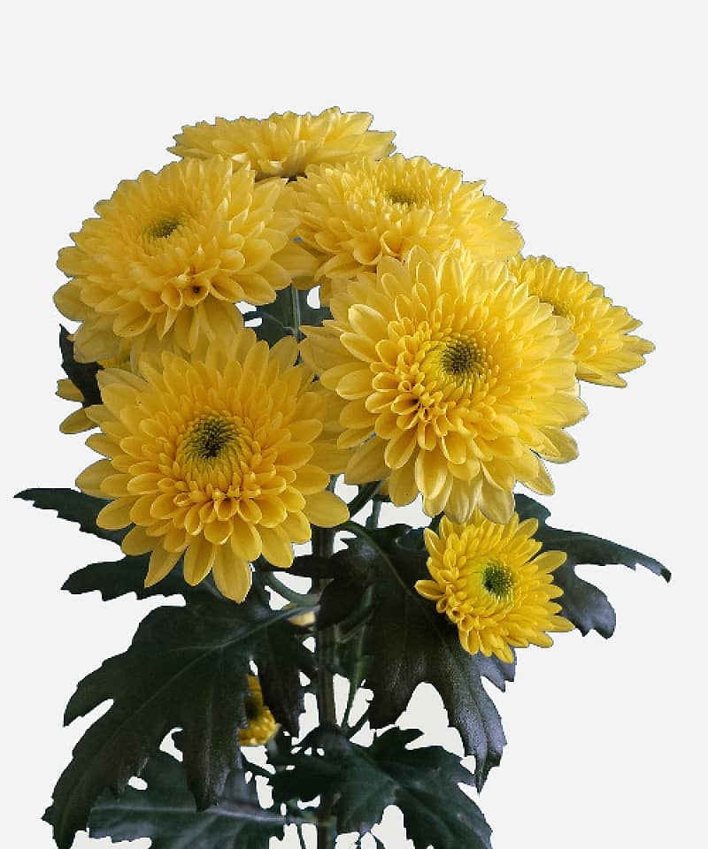 ಬಿರಿದ ಹೂವು, ಹರಿದ ಬರ