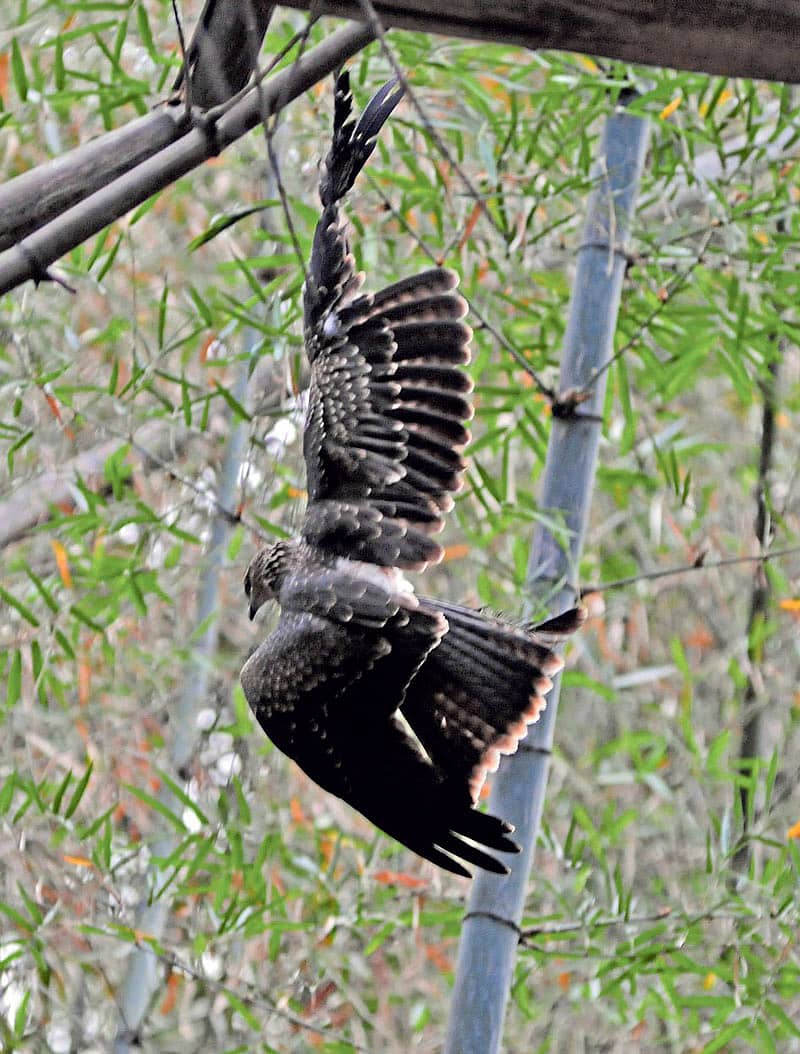 <div class="paragraphs"><p>್ರಾಣಾಂತಿಕ ‘ಮಾಂಜಾ’ ನಿಷೇಧ</p></div>