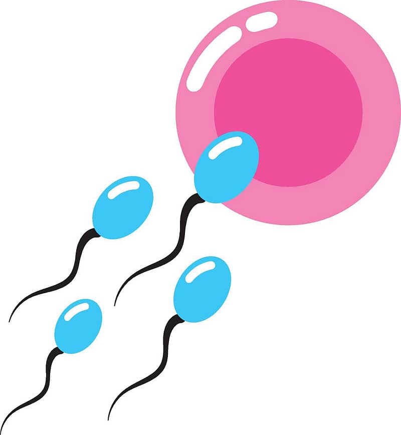 ಕೃತಕ ವೀರ್ಯಧಾರಣೆ: ಸಮಯ ಬಹುಮುಖ್ಯ