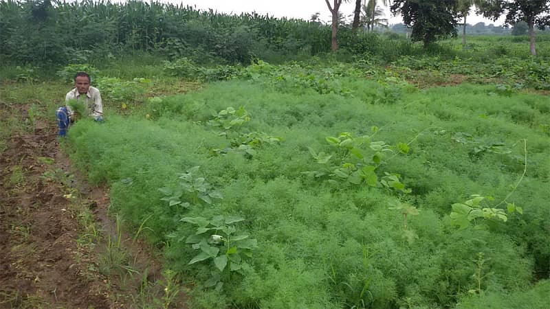 ಗೌರಿಬಿದನೂರು ತಾಲ್ಲೂಕಿನ ಹೊಸೂರು ಗ್ರಾಮದ ಸೊಪ್ಪು ವ್ಯಾಪಾರಿ ಅಶ್ವತ್ಥಪ್ಪ ಸಬ್ಬಾಕ್ಷಿ ಸೊಪ್ಪು ಬೆಳೆದಿರುವುದು