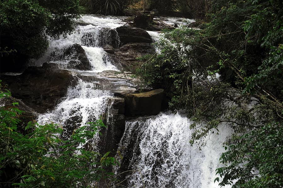 ಸಸ್ಯಸಿರಿಯಲ್ಲಿ ಸಿರಿಮನೆ ಸೊಬಗು