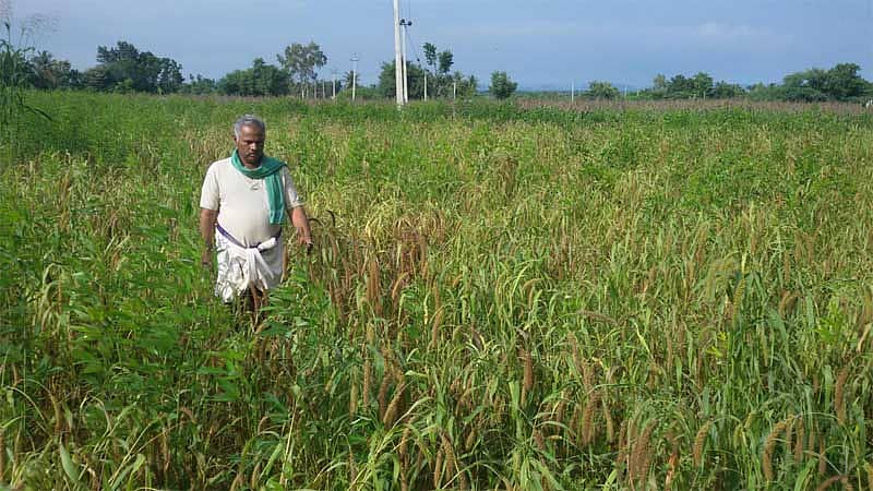 ಗೌರಿಬಿದನೂರು ತಾಲ್ಲೂಕಿನ ಮರಳೂರು ಗ್ರಾಮದ ಪ್ರಗತಿಪರ ರೈತ ಹನುಮಂತರೆಡ್ಡಿ ಒಂದು ಎಕರೆಯಲ್ಲಿ ನವಣೆ ಬೆಳೆದಿರುವುದು.