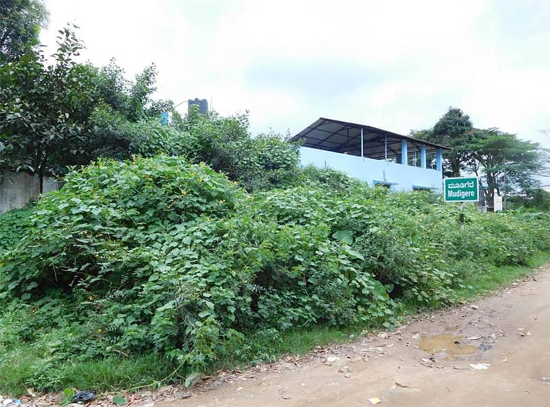 ಮೂಡಿಗೆರೆ ತಾಲ್ಲೂಕಿನ ಹೆಸ್ಗಲ್‌ ಗ್ರಾಮ ಪಂಚಾಯಿತಿ ವ್ಯಾಪ್ತಿಯಲ್ಲಿರುವ ವಿವಿಧ ಇಲಾಖೆಗಳ ವಿದ್ಯಾರ್ಥಿನಿಲಯ ಸಮುಚ್ಛಾಯದ ಬಳಿ ರಸ್ತೆ ಬದಿ ಬೆಳೆದಿರುವ ಗಿಡಗಂಟಿಗಳು.
