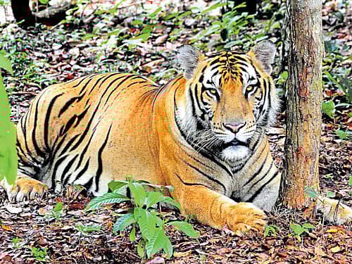 <div class="paragraphs"><p> ಪ್ರಾತಿನಿಧಿಕ ಚಿತ್ರ</p></div>