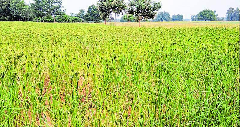 ಮಳೆಯಿಲ್ಲದೆ ಒಣಗುತ್ತಿರುವ ತೆನೆಯೊಡೆದ ರಾಗಿ ಬೆಳೆ