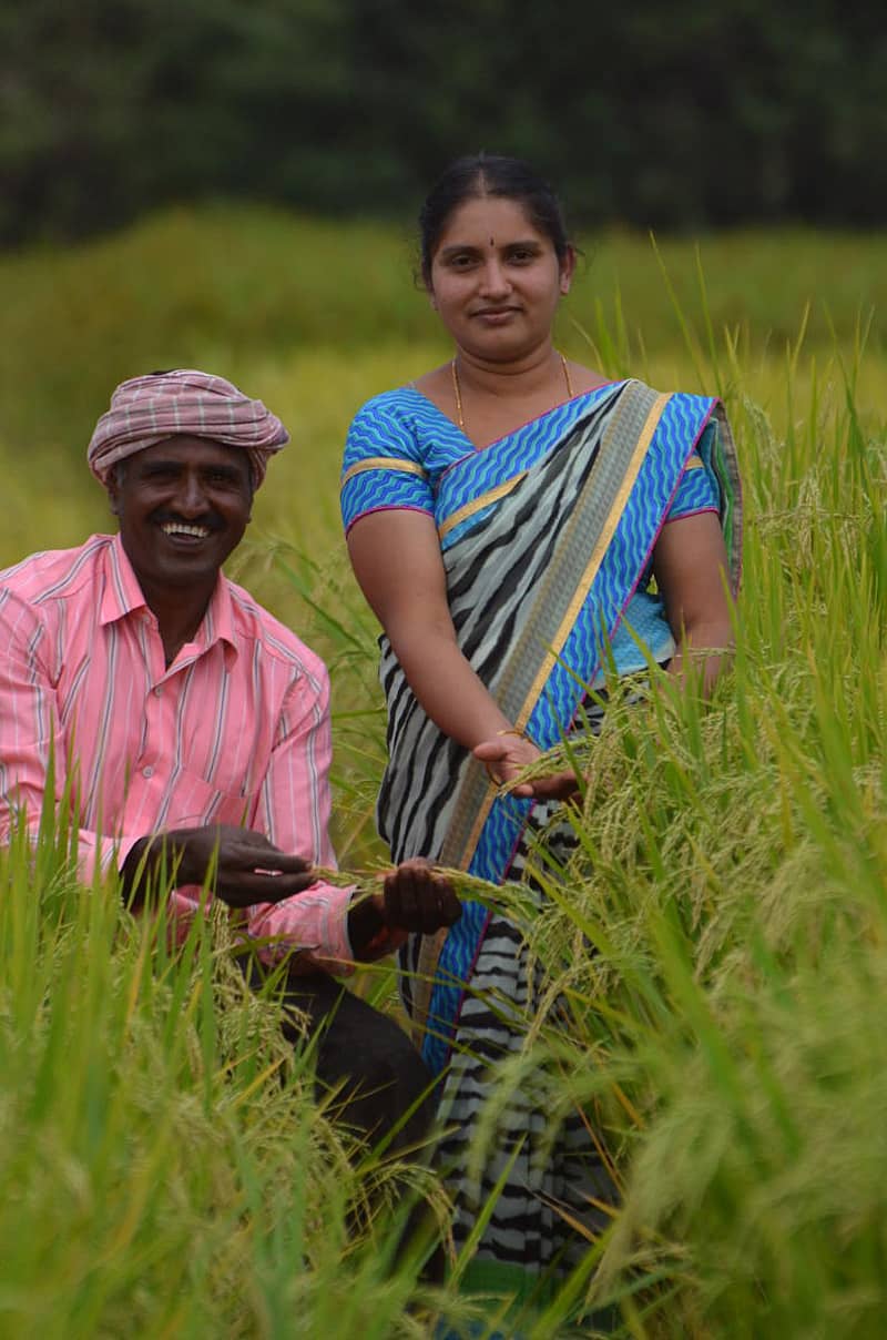 ಹೇಗಿದೆ ನಮ್ಮ ಸಿದ್ಧಸಣ್ಣ?... ತಾವು ಬೆಳೆದ ಸಿದ್ಧಸಣ್ಣ ಭತ್ತದ ಪೈರಿನೊಂದಿಗೆ ಬೋರೇಗೌಡ– ಹೇಮಾವತಿ ದಂಪತಿ –ಚಿತ್ರಗಳು: ಲೇಖಕರವು