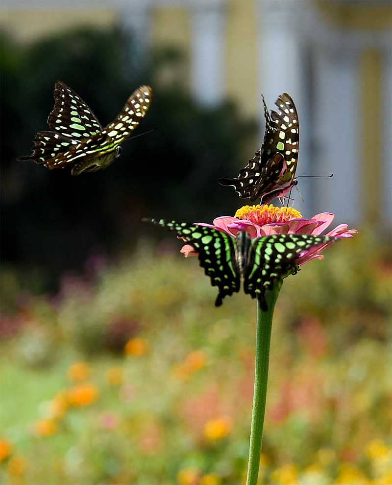 ‘ಪಾತರಗಿತ್ತಿ ಪಕ್ಕ ನೋಡಿದೇನ ಅಕ್ಕ..’ ಚಿತ್ರಗಳು–ಬಿ.ಆರ್.ಸವಿತಾ