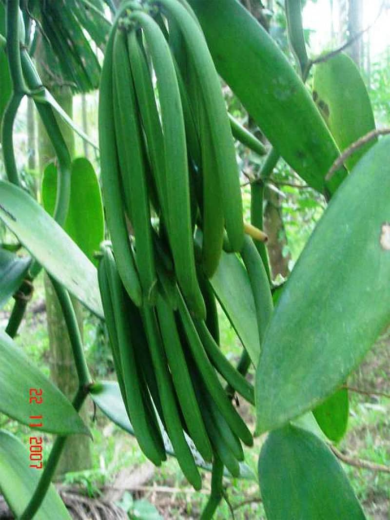 ಬಾಳೆಹೊನ್ನೂರು ಸುತ್ತಮುತ್ತ ಏಳೆಂಟು ವರ್ಷಗಳ ಹಿಂದೆ ಕಂಡು ಬರುತ್ತಿದ್ದ ಸಮೃದ್ದ ವೆನಿಲ್ಲಾ ಫಸಲು (ಸಂಗ್ರಹ ಚಿತ್ರ)