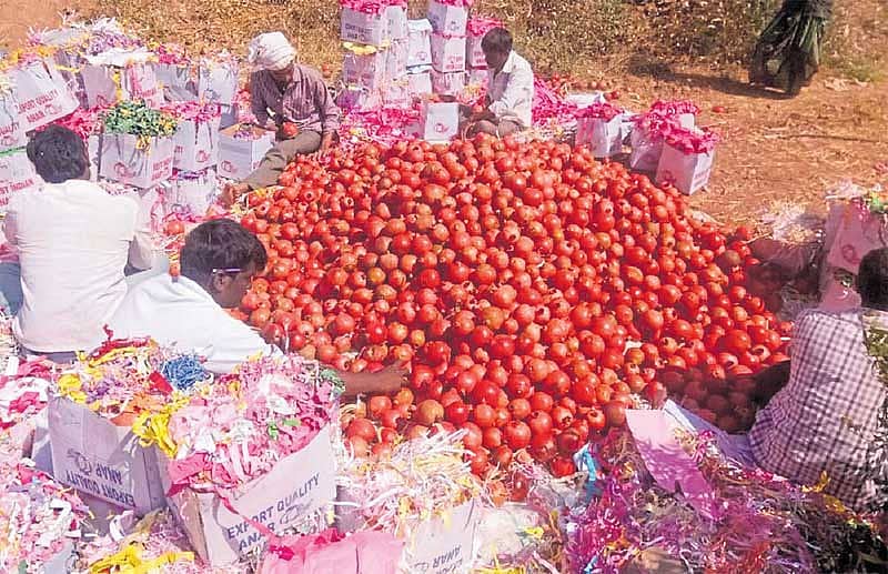 ಗುಡ್ಡದ ಮೇಲೆ ದಾಳಿಂಬೆ ಬೆಳೆದು...