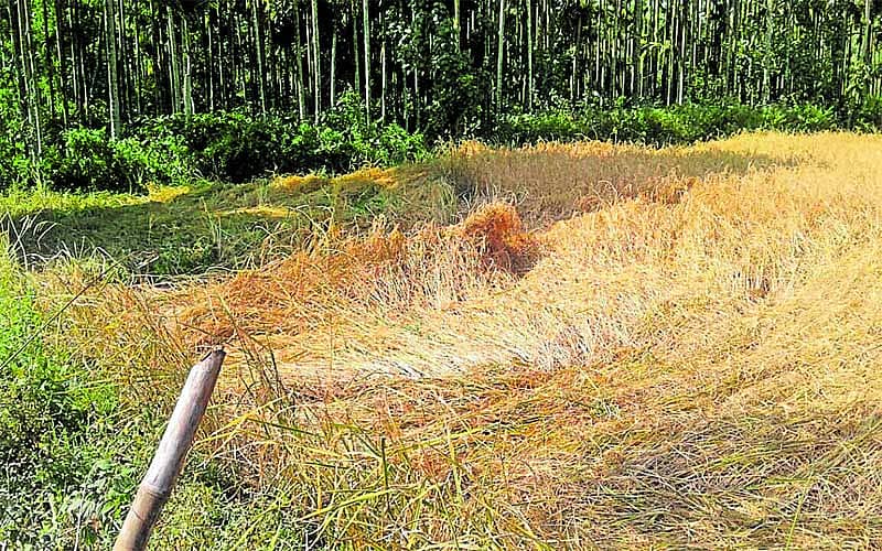 ಮೂಡಿಗೆರೆ ತಾಲ್ಲೂಕಿನ ನೀರುಗಂಡಿ ಸಮೀಪ ಗಾಳಿಯ ರಭಸಕ್ಕೆ ಭತ್ತದ ಪೈರುಗಳು ನೆಲಕ್ಕುರುಳಿವೆ.