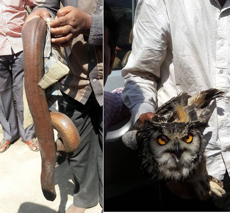 ಅಕ್ರಮವಾಗಿ ಸಾಗಿಸುತ್ತಿದ್ದ ಹಾವು, ಗೂಬೆ.