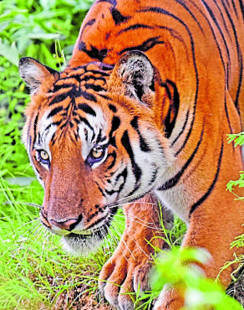 ರಕ್ಷಿತಾರಣ್ಯಗಳಲ್ಲೂ ಹುಲಿ ಗಣತಿ