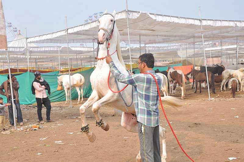 ಸಾರಂಗಖೇಡ್‌ನಲ್ಲಿ ಭಾಗವಹಿಸಿದ್ದ ಕುದುರೆಗಳು