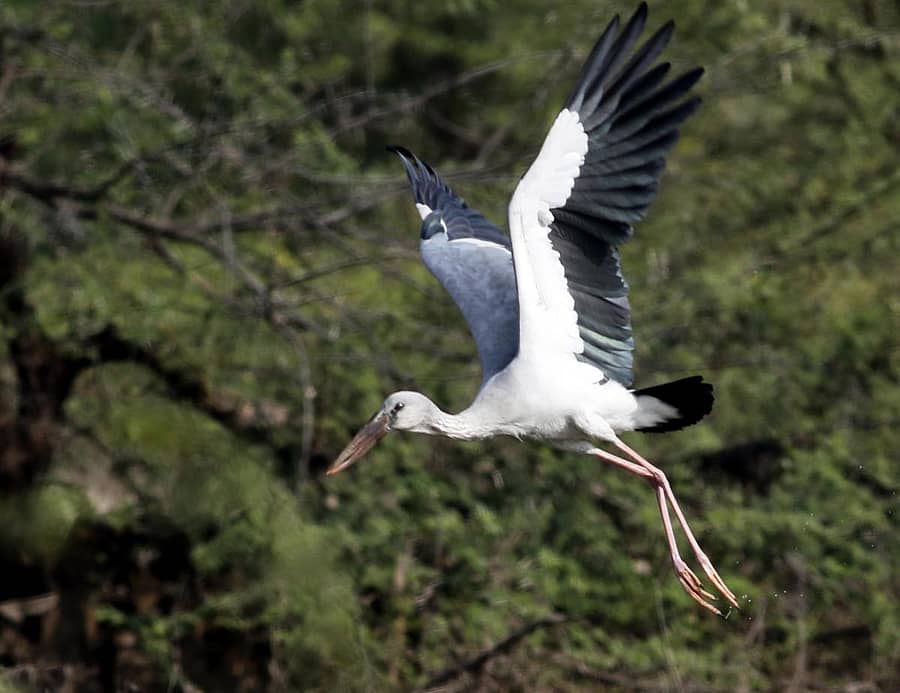 ಆಹಾರ ಹುಡುಕಾಟದ ಹಾರಾಟದಲ್ಲಿ ಬಾಯ್ಕಳಕ (ಓಪನ್ಬಿಲ್ಡ್ ಸ್ಟಾರ್ಕ್)