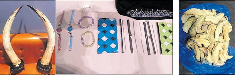 ಅಧಿಕಾರಿಗಳು ವಶಪಡಿಸಿಕೊಂಡಿರುವ ಕಾಡುಕೋಣದ ಕೊಂಬು, ಬುರ್ಖಾ ಹಾಗೂ ಸೀರೆಯ ಕಸೂತಿಯಲ್ಲಿದ್ದ ಚಿನ್ನ, ಒಂಟೆಯ ಹಲ್ಲುಗಳು