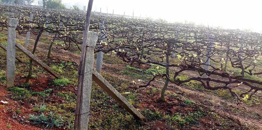 ವಿಜಯಪುರ ಸಮೀಪದ ಪಿ.ರಂಗನಾಥಪುರ ರೈತ ನಟರಾಜು ಅವರ ದ್ರಾಕ್ಷಿ ತೋಟದಲ್ಲಿ ದಟ್ಟವಾದ ಮಂಜಿನ ನಡುವೆಯು ಚಿಗುರೊಡೆಯುತ್ತಿರುವುದು