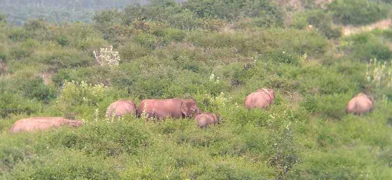 ಗುಂಡ್ಲುಪೇಟೆ ತಾಲ್ಲೂಕಿನ ಕುರುಬರ ಹುಂಡಿ ಗ್ರಾಮದಲ್ಲಿ ಶುಕ್ರವಾರ ಮರಿಯೊಂದಿಗೆ ಆನೆಗಳ ಗುಂಪು ಕಾಣಿಸಿಕೊಂಡಿರುವುದು.
